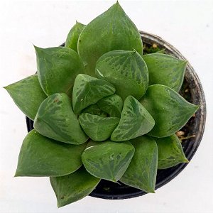 Suculenta Haworthia cymbiformis "Triebnet"