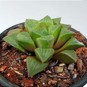 Suculenta Haworthia retusa