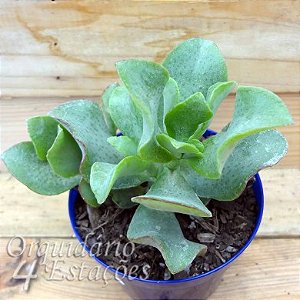 Suculenta Kalanchoe ovata undulata