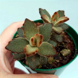 Suculenta Kalanchoe tomentosa "Chocolate"