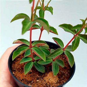 Suculenta Peperomia verticillata