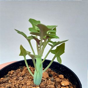 Suculenta Senecio articulatus