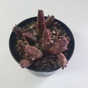 Suculenta Stapelia schinzii