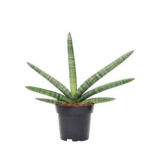 Sansevieria Boncel