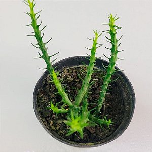 Suculenta Euphorbia Flanaganii - Cabeça de Medusa