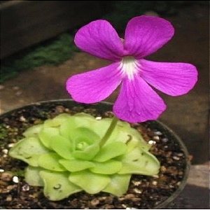 Suculenta Pinguicula Sethos