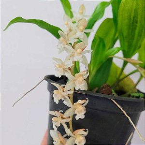 Orquídea Pholidota chinensis