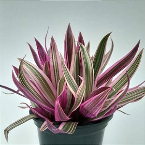 Abacaxi Roxo - Tradescantia spathacea