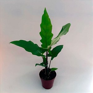Alocasia Lauterbachiana