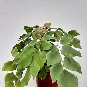 Avenca Gigante - Adiantum macrophylla