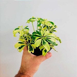 Cheflera Mini - Schefflera arboricola