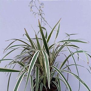 Dianela - Dianella tasmanica