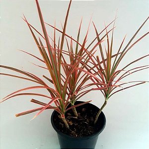 Dracena Tricolor
