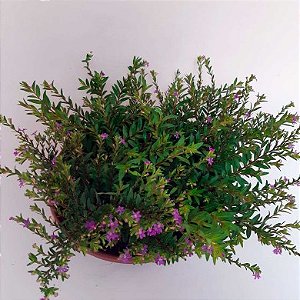 Falsa Érica - Cuféia - Cuphea hyssopifolia