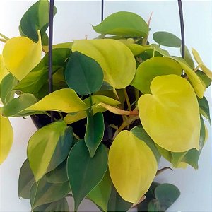 Filodendro Brasil 2 - Philodendron hederaceum
