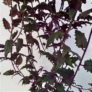 Gynura aurantiaca - Veludo roxo