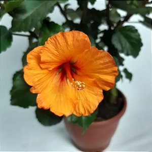 Hibisco Laranja