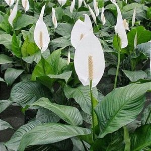 Lírio da Paz - Spathiphyllum wallisii