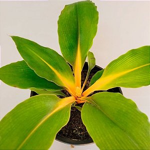 Lumina - Chlorophytum orchidastrum
