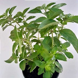 Manjericão - Ocimum basilicum
