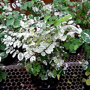 Mil Cores - Breynia disticha