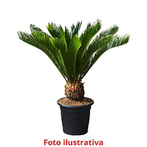 Palmeira Cica - Cycas revoluta