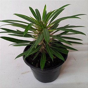 Palmeira de Madagascar - Pachypodium lamerei