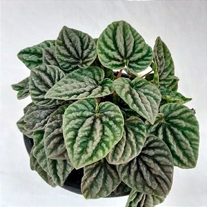 Peperômia caperata