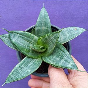 Sansevieria trifasciata "Silver Frost"