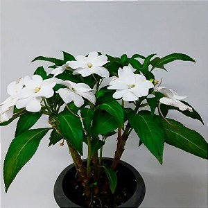 Sunpatiens - Cor Branca