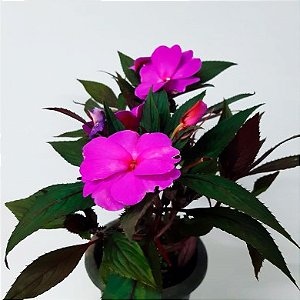 Sunpatiens - Cor Lilas