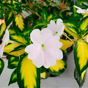 Sunpatiens - Cor Branco - Variegata - Orquidário 4 Estações - Orquídeas e  Flores Ornamentais