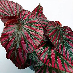 Begônia Breverimosa