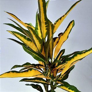 Cróton Brasil - Codiaeum variegatum