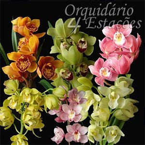 Orquídea Cymbidium Diversas Cores - AD