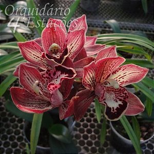 Orquídea Cymbidium Kusuda Stone 'Gateau Chocola' - AD - Orquidário 4  Estações - Orquídeas e Flores Ornamentais