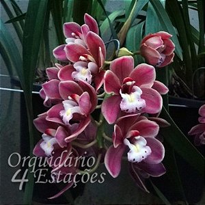 Orquídea Cymbidium Pendente Rosa CPR - AD