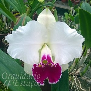 Orquídea Blc. Melody Fair "Carol" - AD