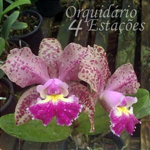 Orquídea Cattleya Schilleriana x Cruzeiro do Sul - AD