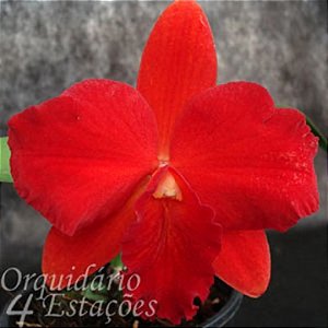 Orquídea Sc. Destiny " Golden Fire " - Nbs