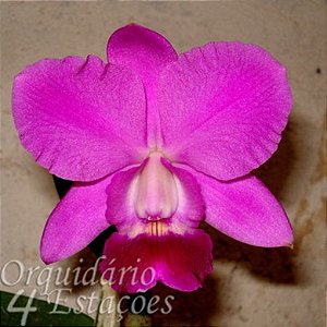 Orquídea Lc. Aloha Case "Ching Hua" - NBS