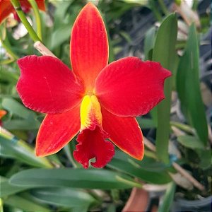 Orquídea Slc. Primeiro Amor - Adulta