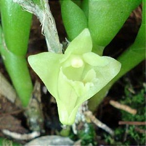 Orquídea Dendrobium anceps - AD