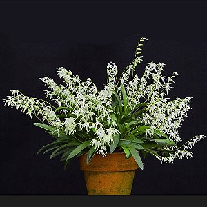 Orquídea Pleurothallis linearifolia - Adulta