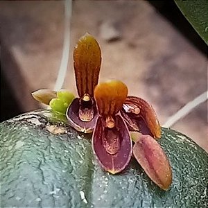 Acianthera exarticulata - Ad