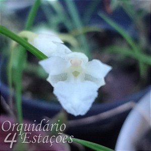 Orquídea Isabelia pulchella Alba