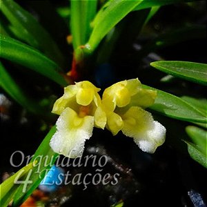 Orquídea Maxillaria uncata - Adulta