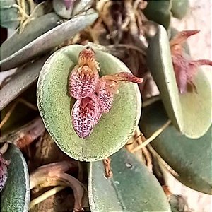 Orquídea Pleurothallis - Acianthera rostellata
