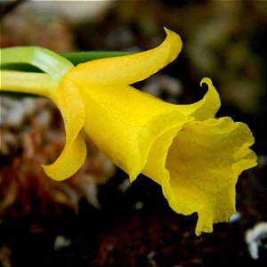 Plectrophora calcarhamata