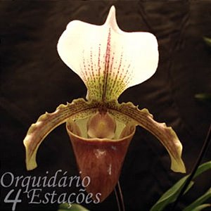 Orquídea Paphiopedilum leeanum - Orquidário 4 Estações - Orquídeas e Flores  Ornamentais